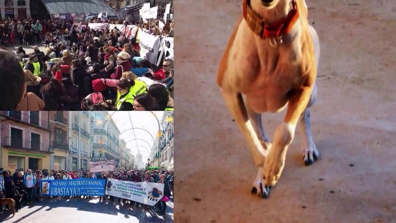 Million Paw March for Justice 