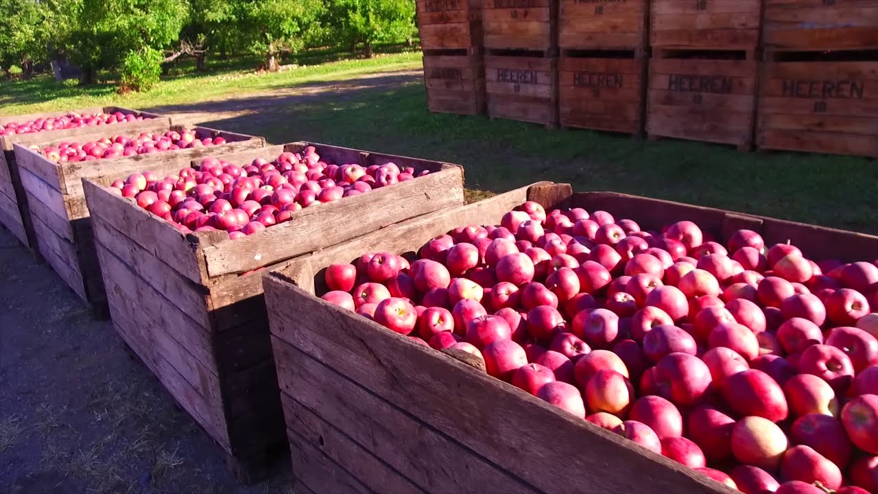 Railside: Life of an Orchard