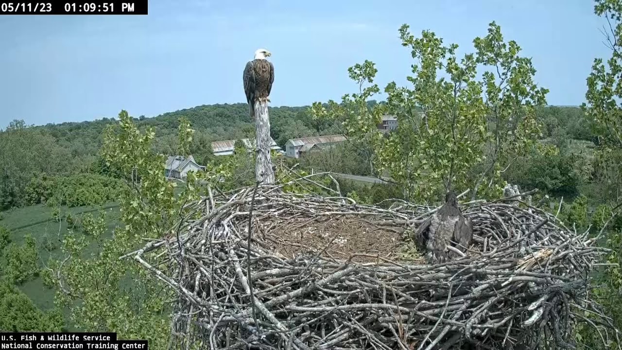 Live! From the Eagle's Nest