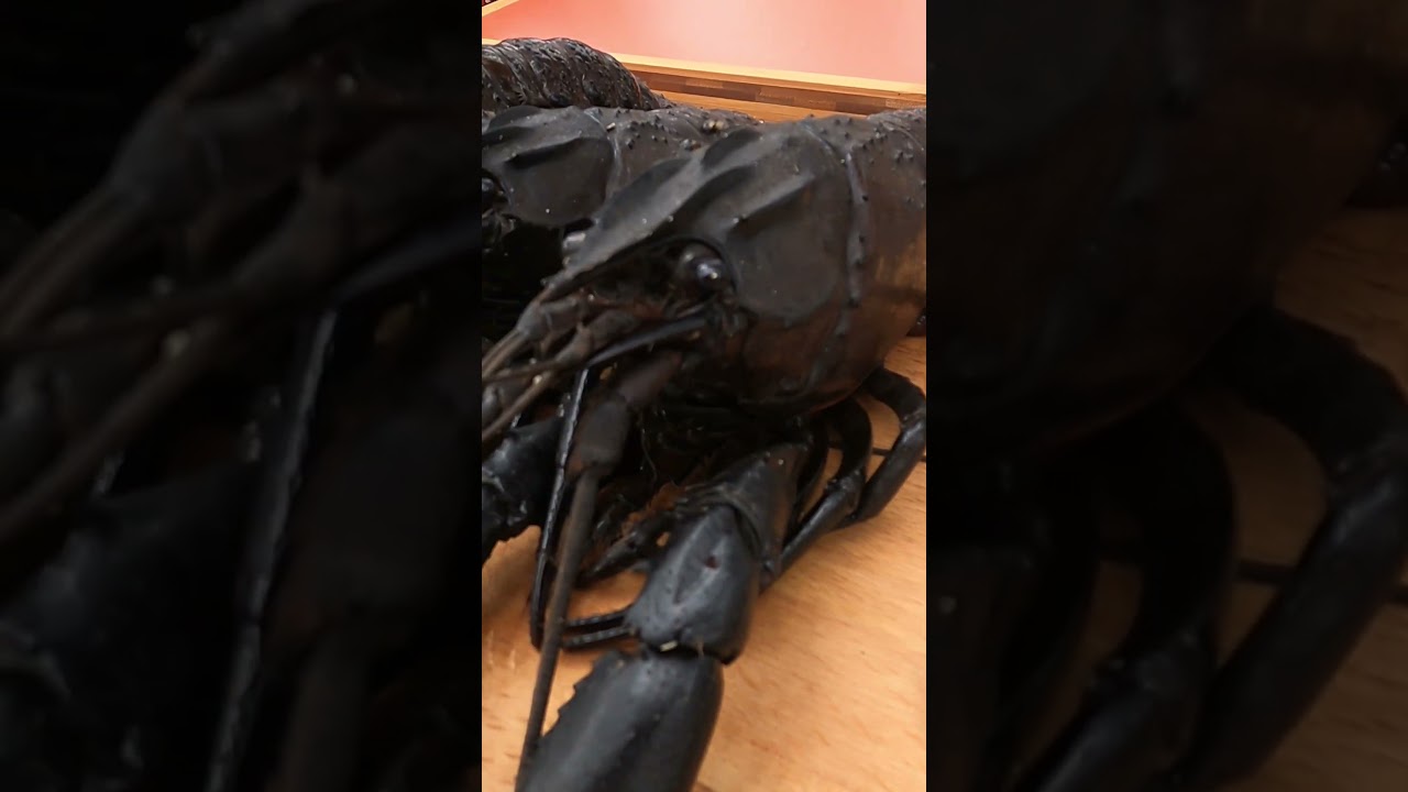 HUGE Crawdad Cook #crawdads #crawfish #crayfish