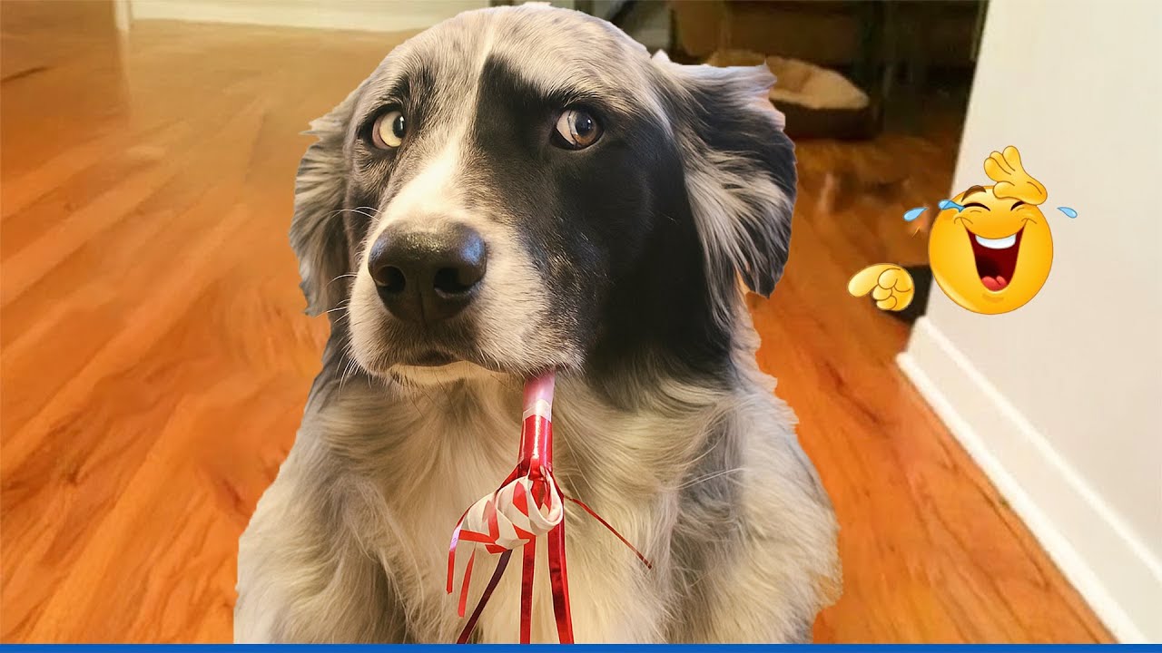You Will Die Laughing At These Dogs 😹🐶 Funniest Cat & Dog Moments Ever Recorded 🤣