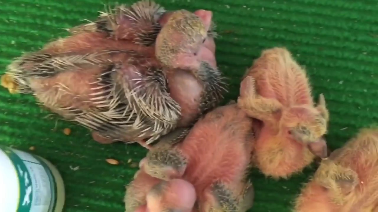 أفضل علاج ووقاية من مرض الكنكر عند الحمام/علاج(تريكومنوس)/canker removal in pigeons