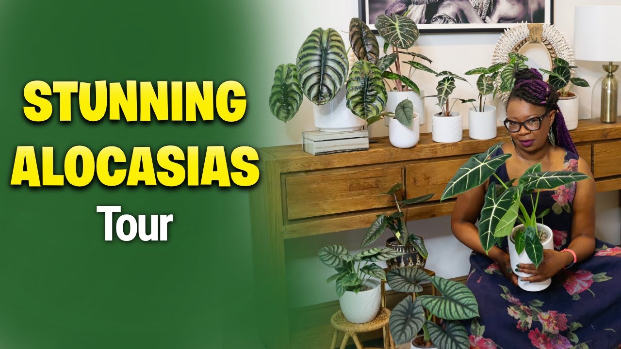 The Alocasias That Stole My Heart: An Emotional Collection Tour