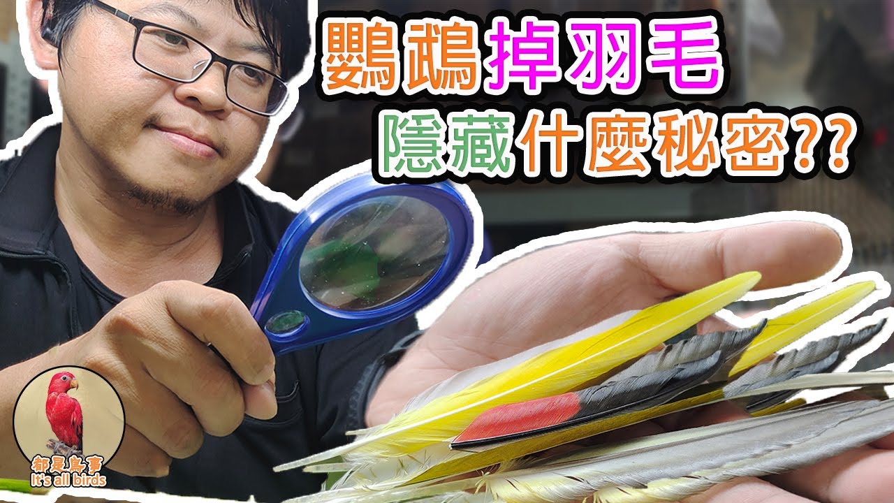 【鸚鵡飼養教學】 鸚鵡羽毛掉滿地~其中隱藏什麼秘密??_鸚鵡羽毛掉落
