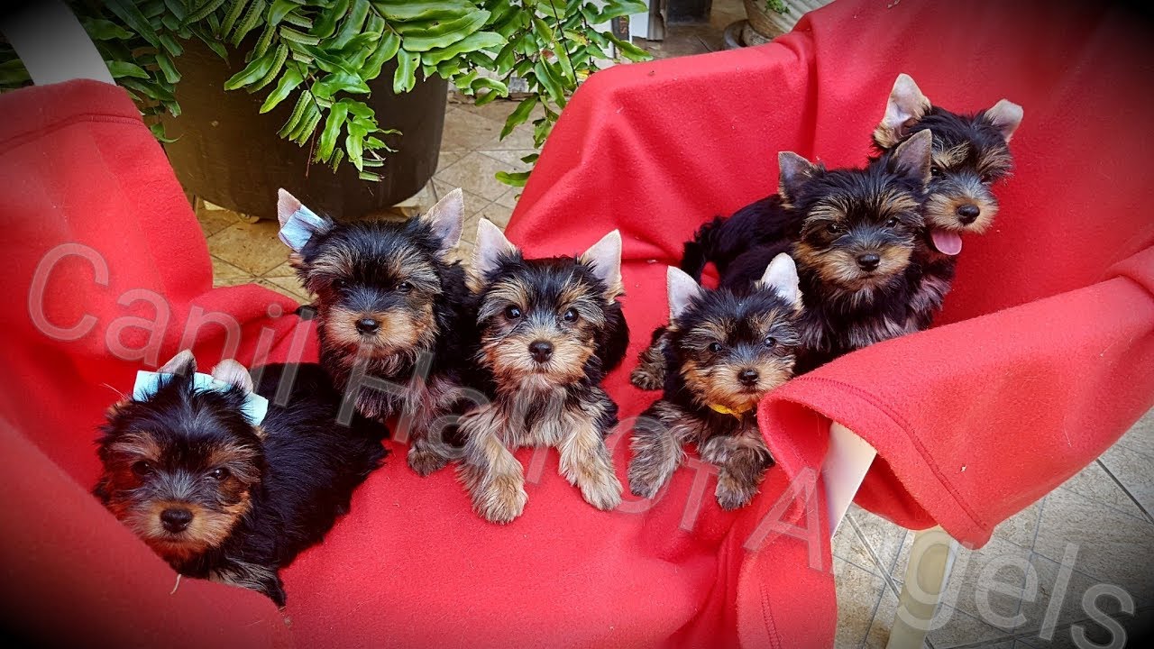 Yorkshire Terrier Filhotes Canil Hall Of Angels