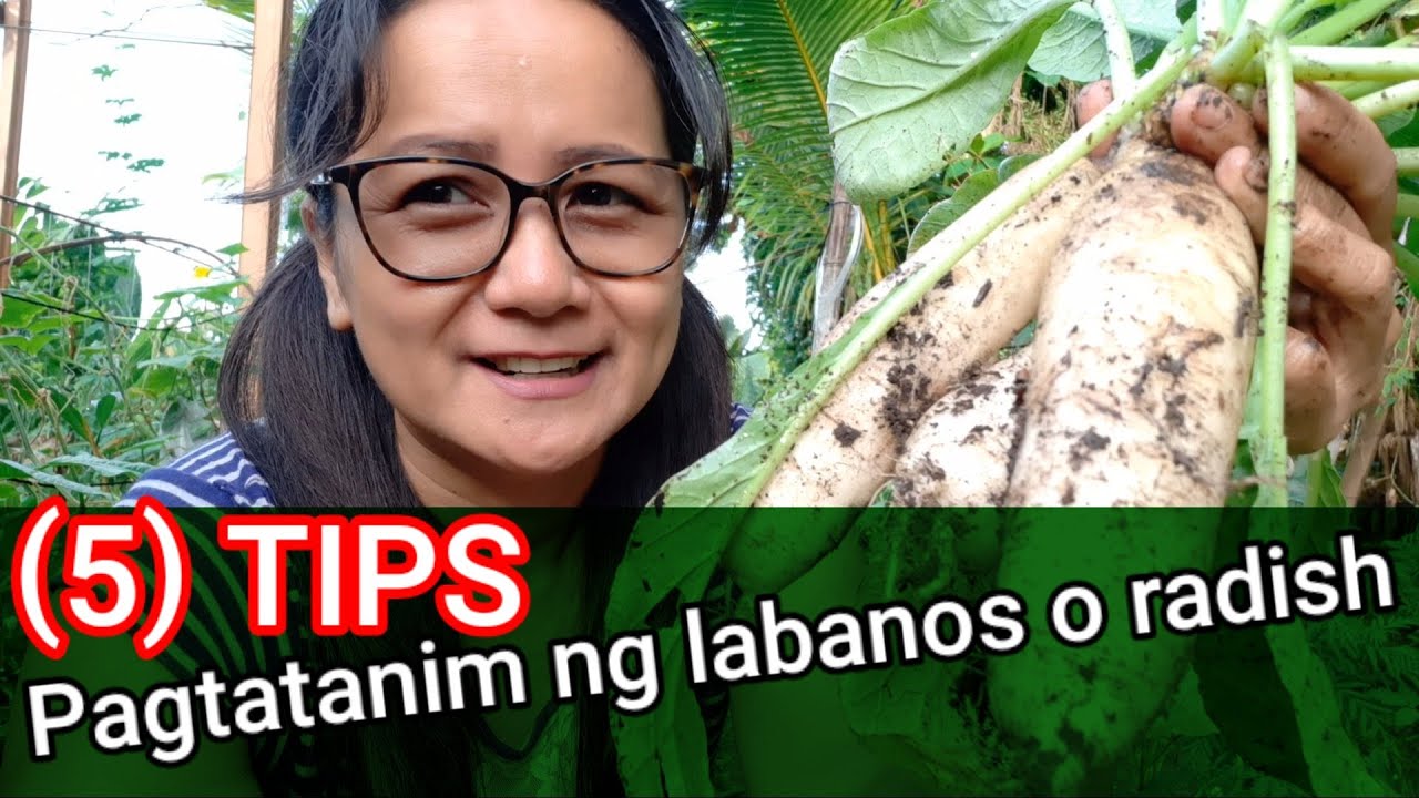MGA DAPAT TANDAAN SA PAGTATANIM NG LABANOS//PAANO MAGTANIM NG LABANOS/Mama CARING'S Garden