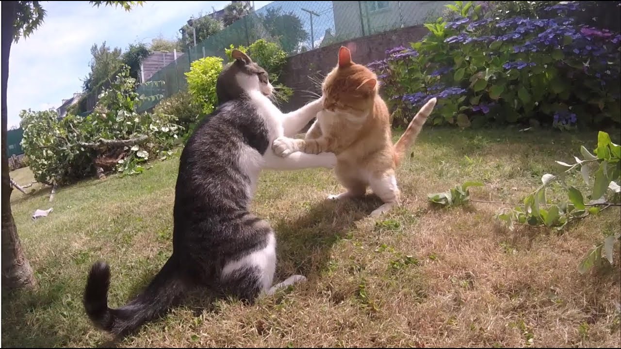Chats qui jouent ensemble