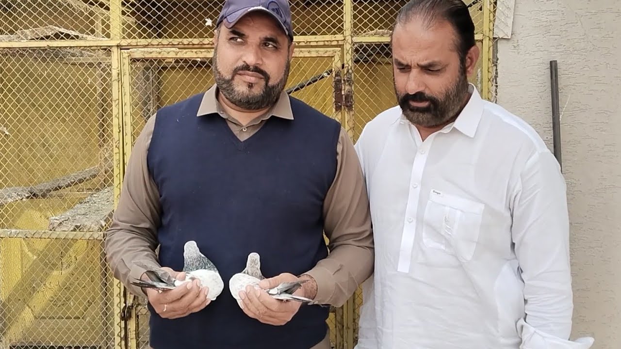 میرے ذاتی بریڈر جوڑے 03005417129