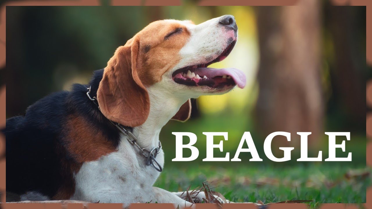 Beagle barking in the city park. Loud english beagle dog sound.