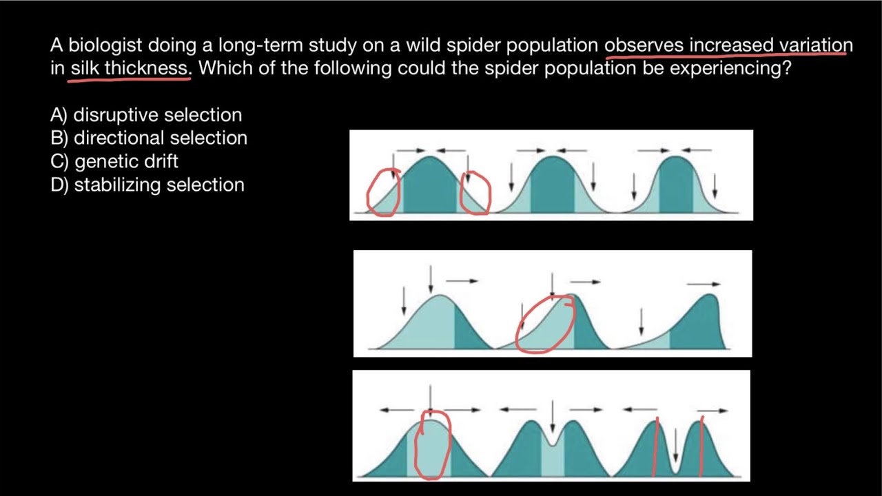 Disruptive, Stabilizing, Directional selections explained
