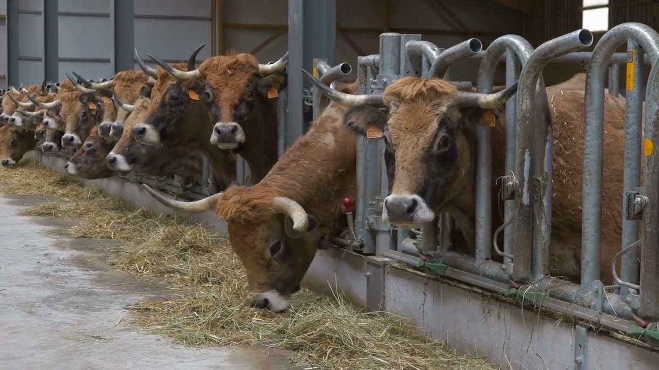 Des produits bien conçus, adaptés aux vaches encornées