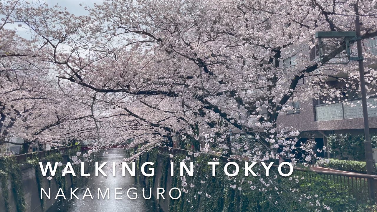 WALKING IN TOKYO/NAKAMEGURO SAKURA HANAMI