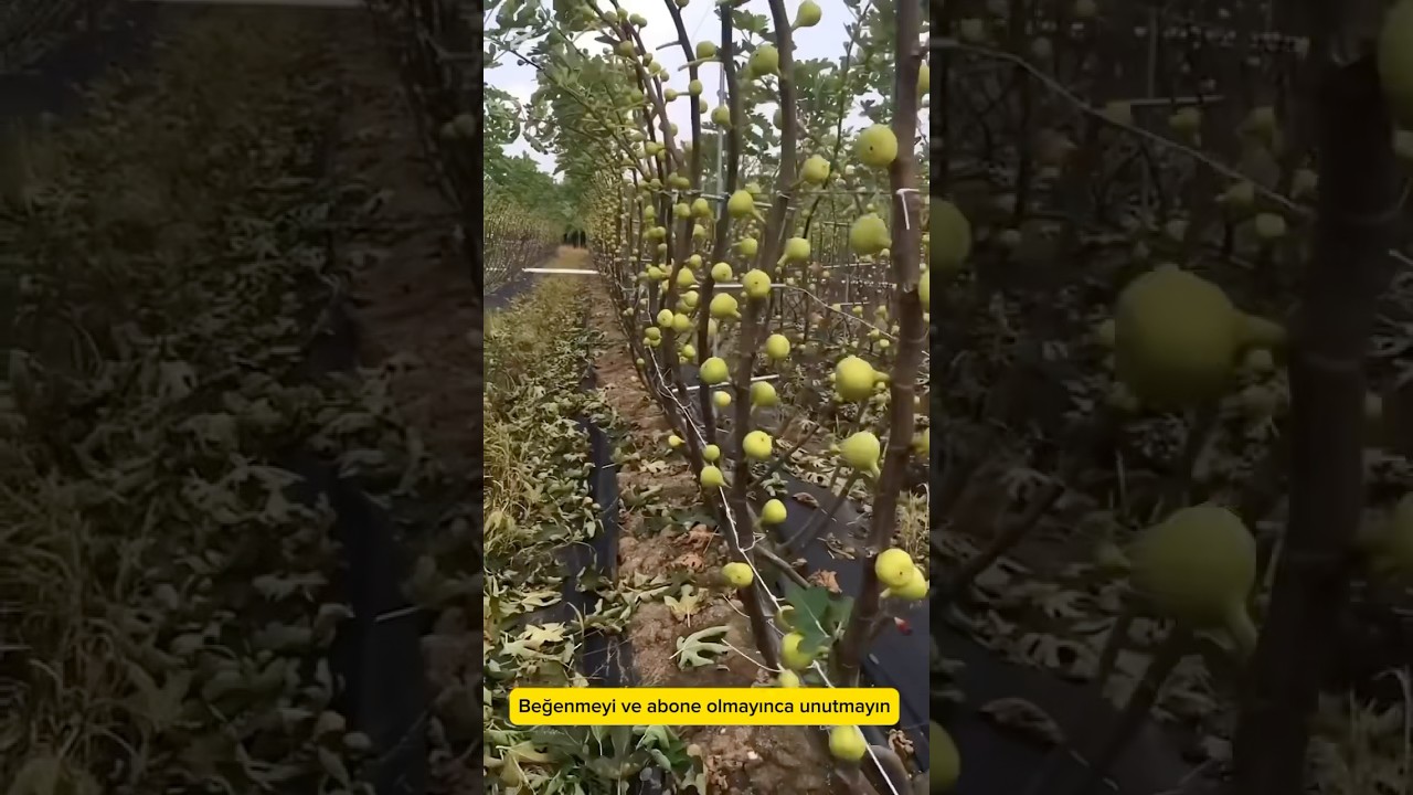 İncir toplamak hi&ccedil; bu kadar kolay olmamıştı #incir #fig #incirbudama #figpruning #incirk&ouml;klendirme