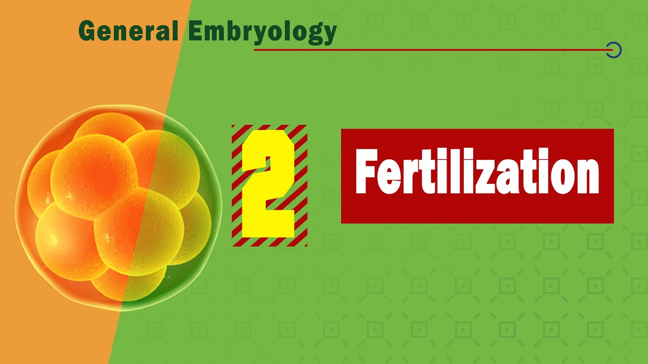 𝟎𝟐. 𝐅𝐞𝐫𝐭𝐢𝐥𝐢𝐳𝐚𝐭𝐢𝐨𝐧 ♀️👉🚻👈♂️ (الإخصاب)