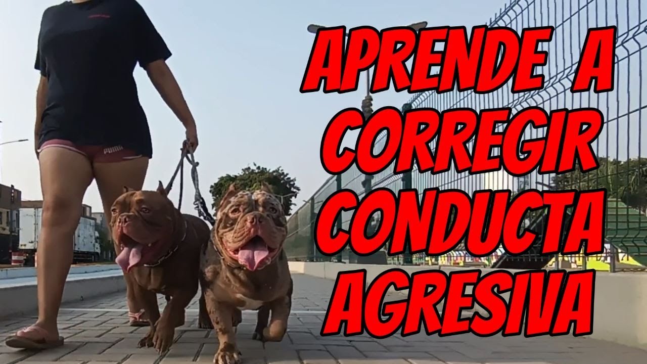 ¿COMO CORREGIR A UN BULLY, PITBULL, DOGO, PARA QUE NO ATAQUE A OTRO PERRO?