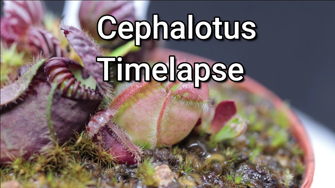 Cephalotus timelapse opening pitcher; coloring/Zwergkrug &ouml;ffnet sich,f&auml;rbt sich -Zeitraffer