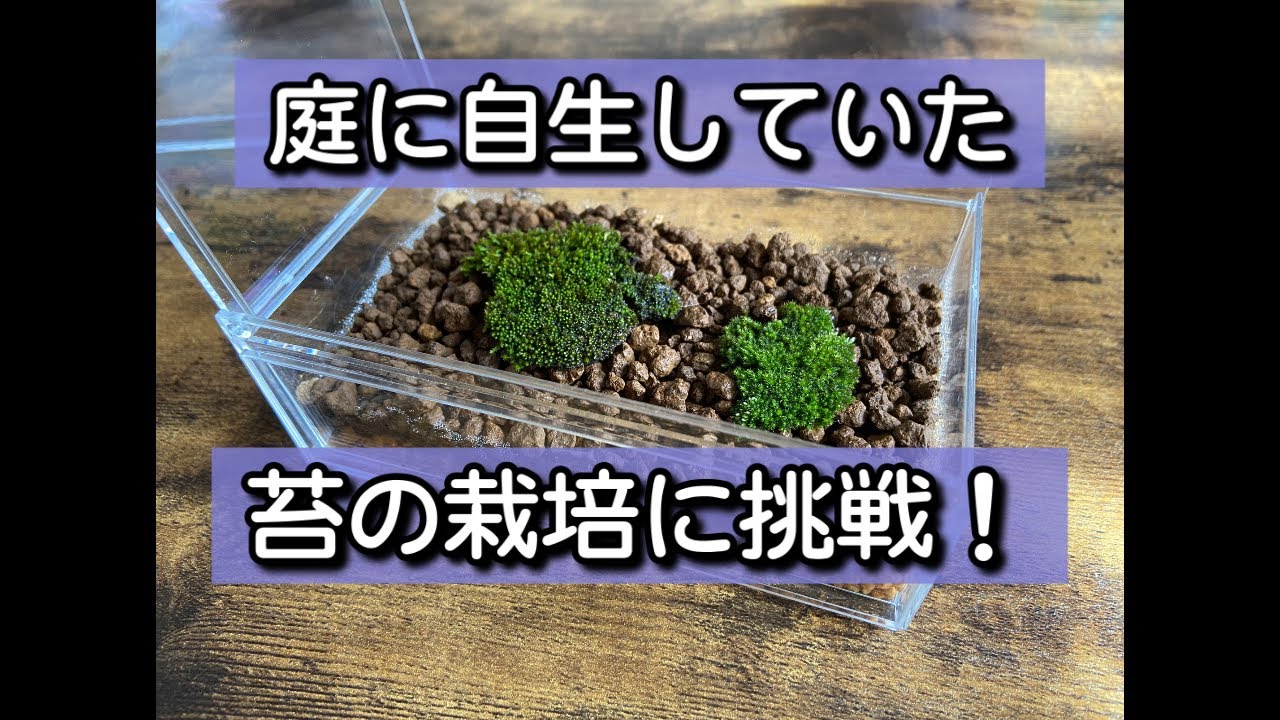 苔の栽培に挑戦してみた！