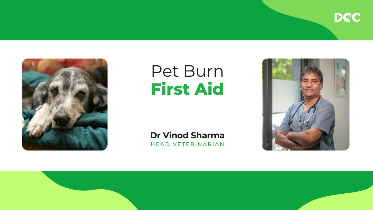 Pet Burn First Aid | Dr. Vinod Sharma
