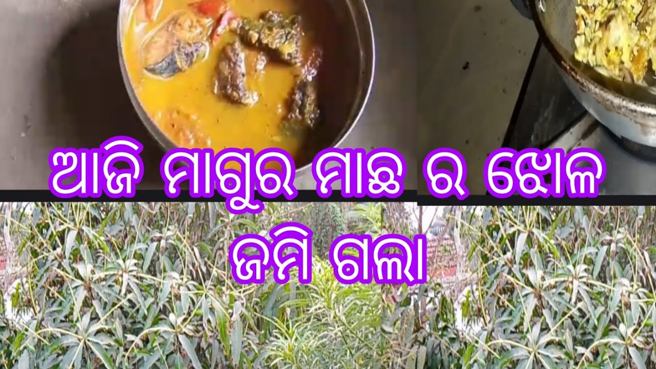 ଆଜି ମାଗୁର ମାଛ ର ଝୋଳ ଜମି ଗଲା #@odia#blogger#viral#viodia#youtube