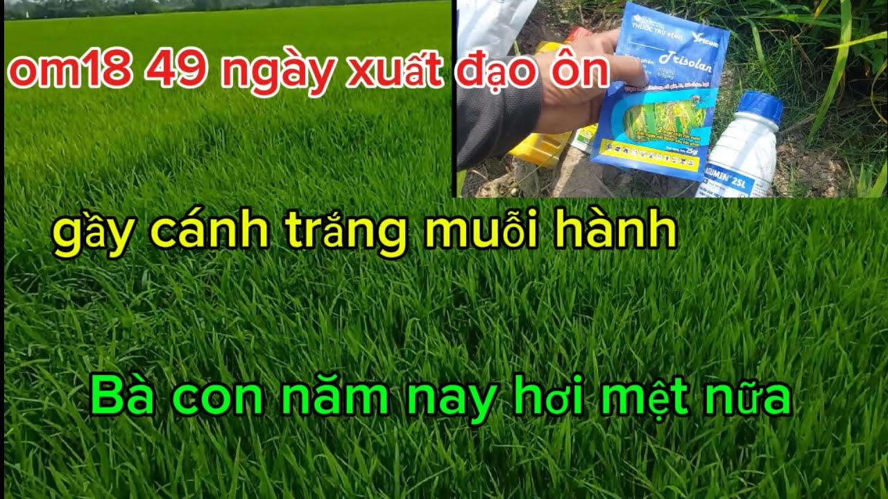 Lúa om18 49 ngày xuất hiện rất nhiều dịch hại và đạo ôn 
