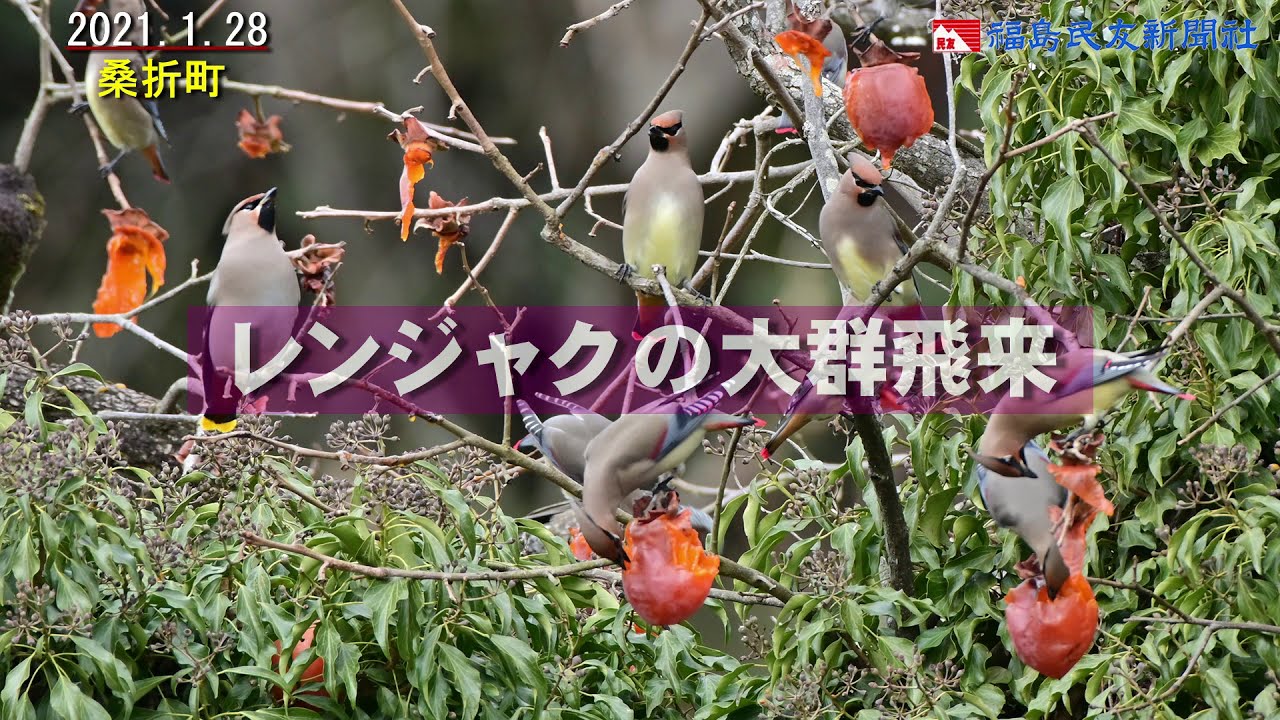 レンジャクの大群飛来