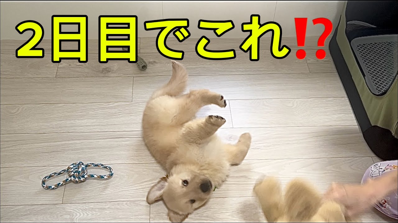 まだお出迎えして2日目なのに…こんなに心開いてくれるの？ゴールデン子犬