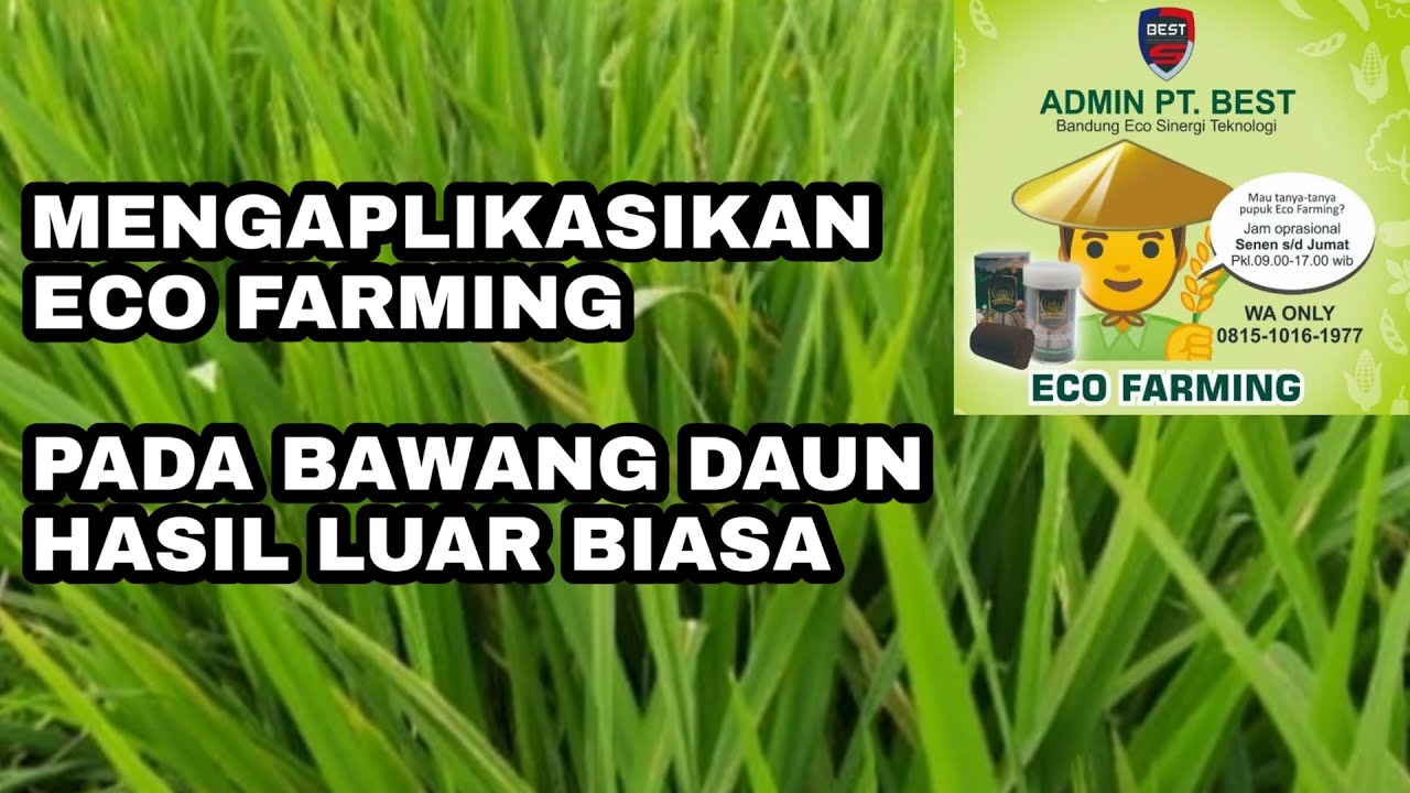 Eco Farming pada tanaman bawang daun hasil dahsyat