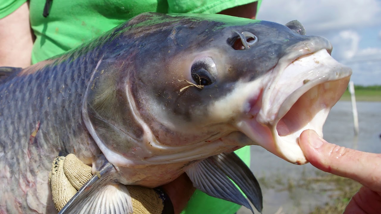 Black Carp Profile_2019