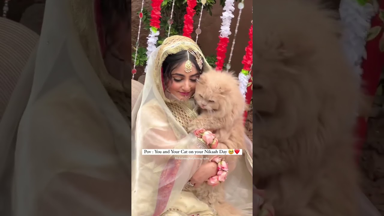 #You and your #cat on your #Nikah Day ! ❤️🥺 #Marriage #couplegoals #love #Wedding