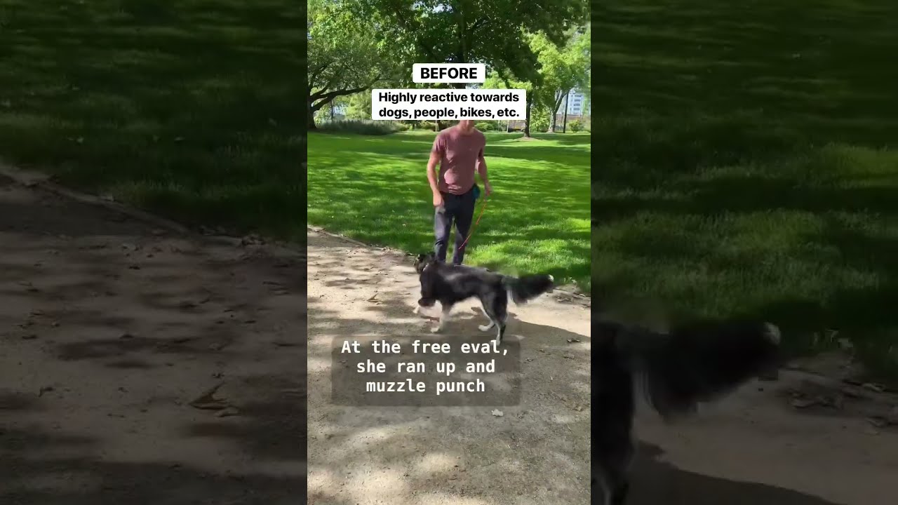 Don&rsquo;t Make this Reactivity Mistake ‼️😡🐕