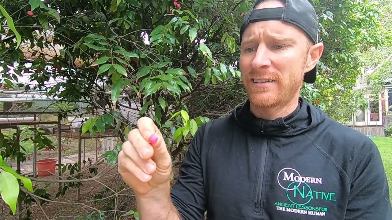 Harvesting and Cooking with Lilly Pilly