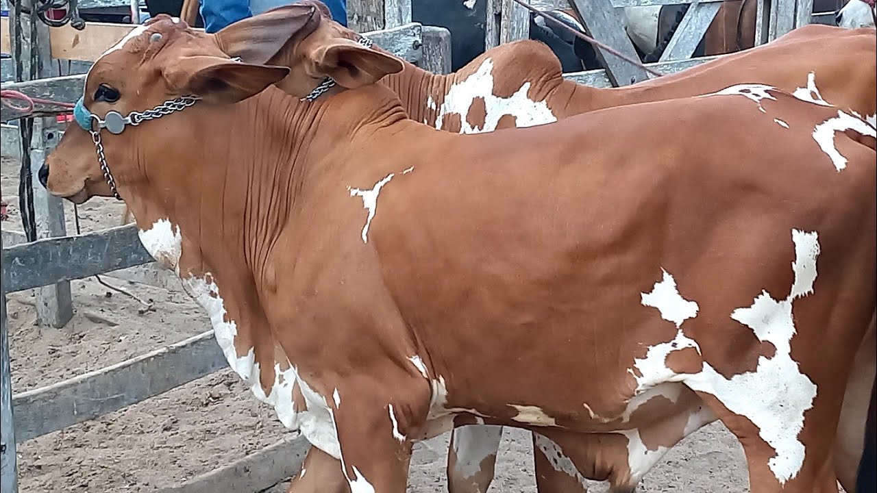 Feira de Gado Capoeiras Pe.23/01/26