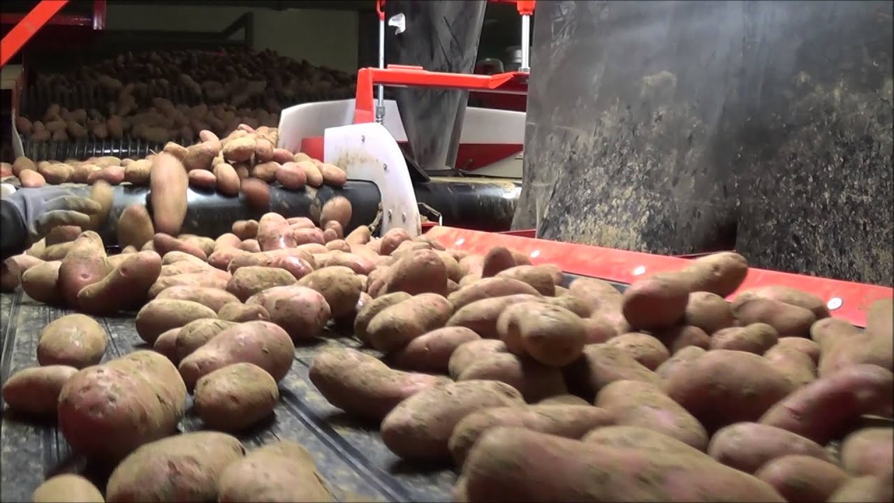 DOWNS potato processing line and potato packhouse