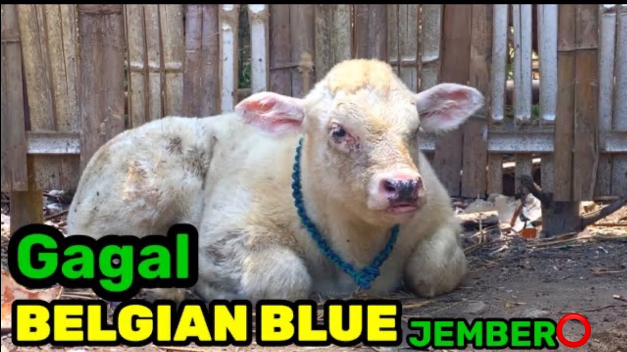 GAGAL PECAH TELUR ‼️ DI JEMBER TANPA ADA NOMINAL