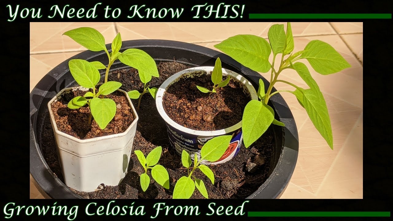 Growing Celosia from Seed? You Need to Know THIS!