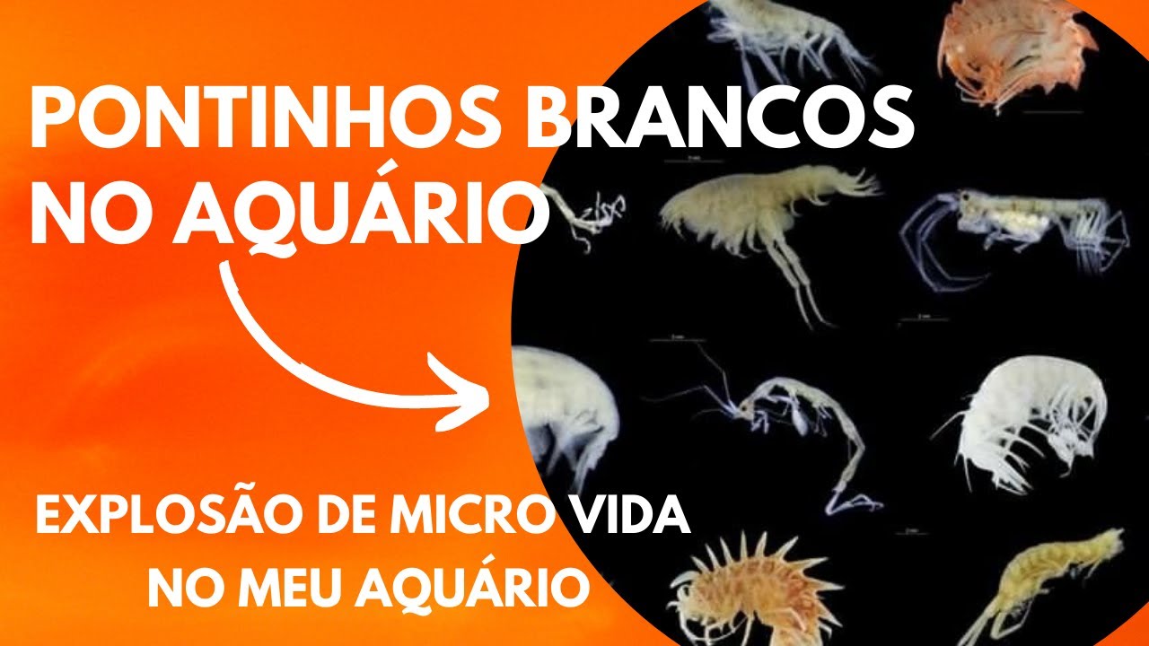 PONTINHOS BRANCOS NO AQUÁRIO | MICROVIDA | ANFÍPODES | COPÉPODES | ROTÍFEROS | EXPLOSÃO DE VIDA