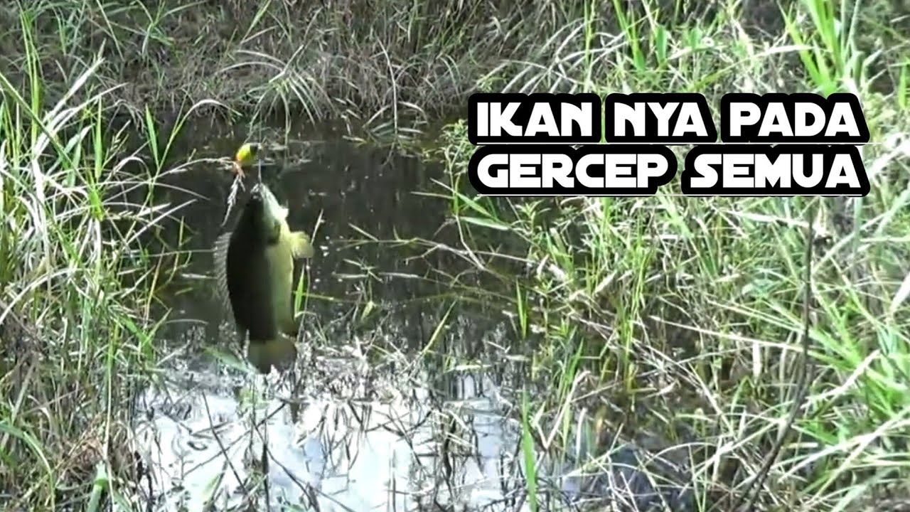 BEGITU CEPAT RESPON IKAN DI RAWA INI, MANCING BETOK