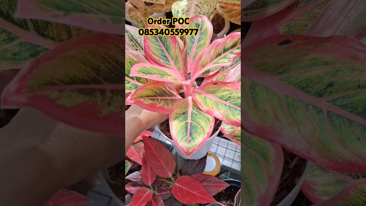 Ini Pupuk Saya Yang Buat Aglaonema Saya Subur.