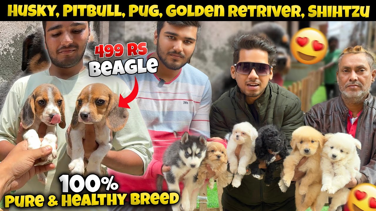 Cheapest Dogs Market In Delhi | German Shepherd, Husky, Shihtzu, Cats | Dogs in 699₹ | Sky Pet Shop