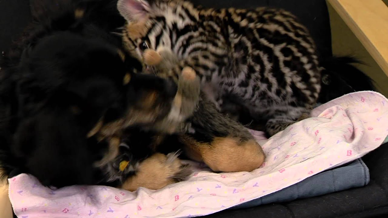 Ocelot Kitten Santos and Dog Blakely Play - Cincinnati Zoo