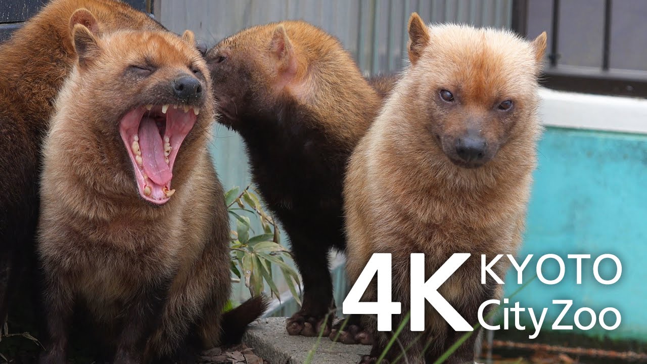 Bush Dog ヤブイヌ 京都市動物園 動画 4K Kyoto Japan FDR-AX100