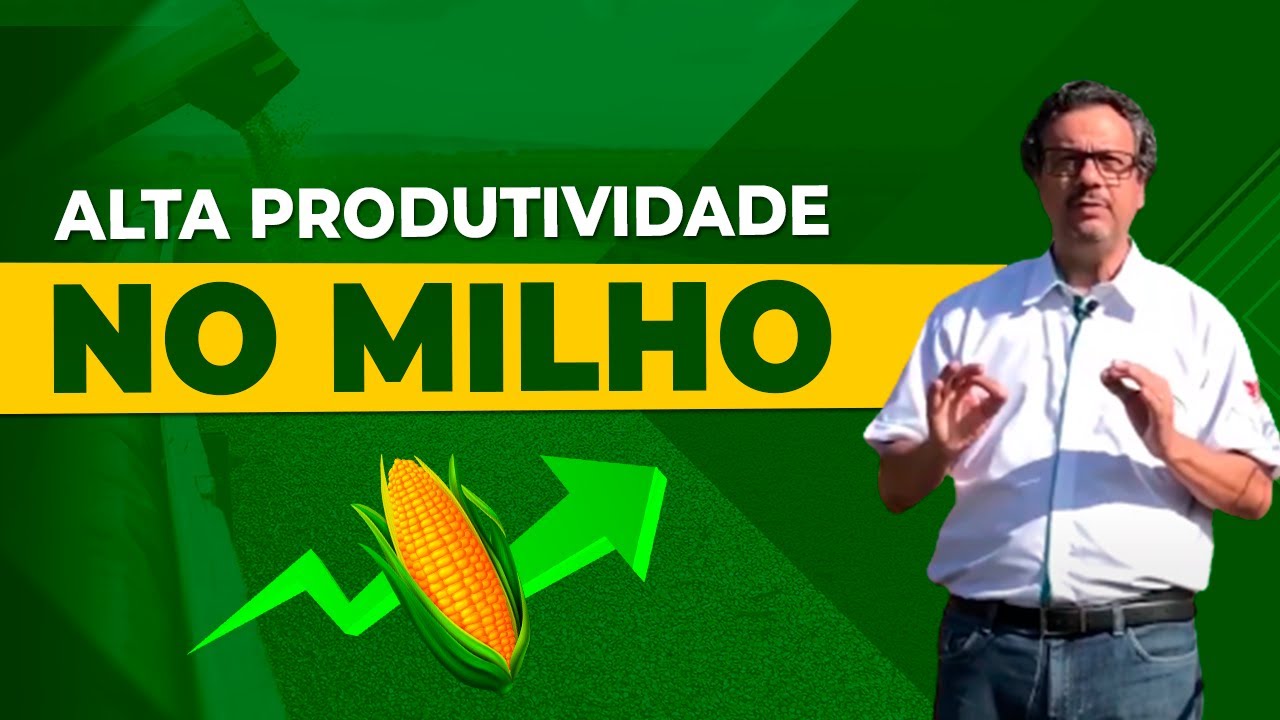 Como Produzir Mais Milho: Estrat&eacute;gias Para Altas Produtividades