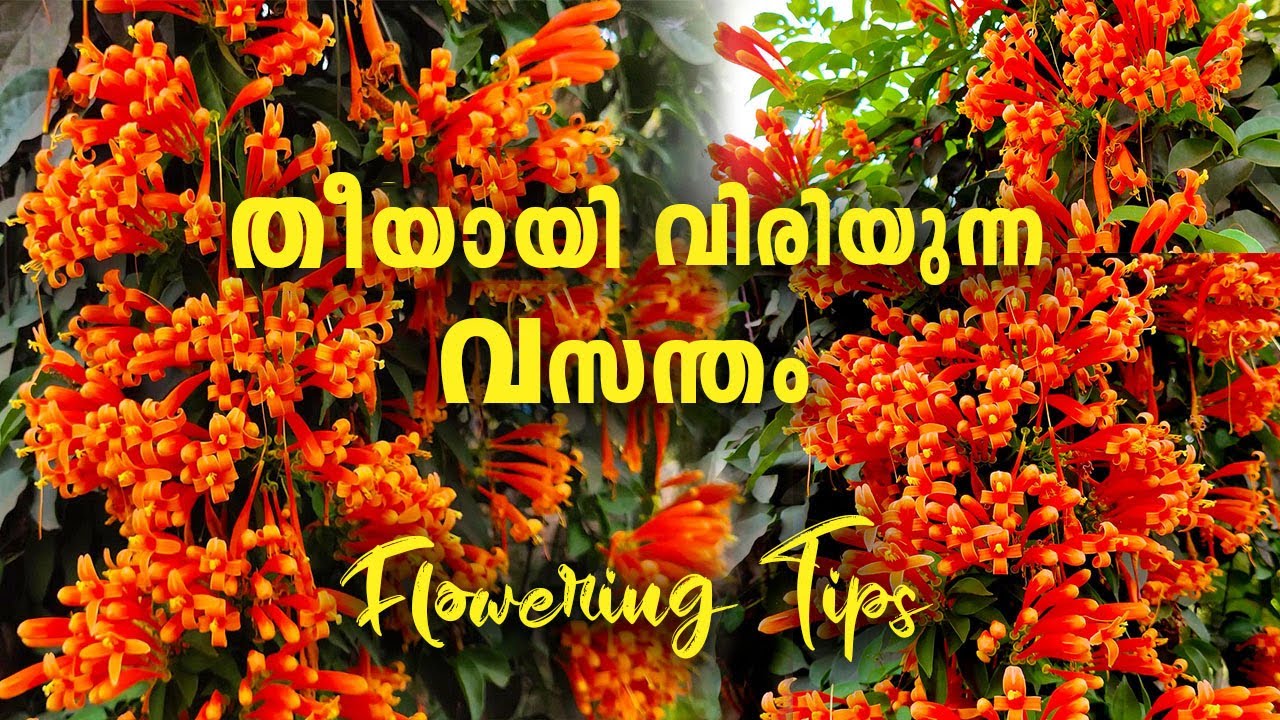 ചിലവില്ലാതെ  വീടിന്  നിറം നൽകാം ||Flowering vine ||flame vine ||pyrostegia venusta flowers name