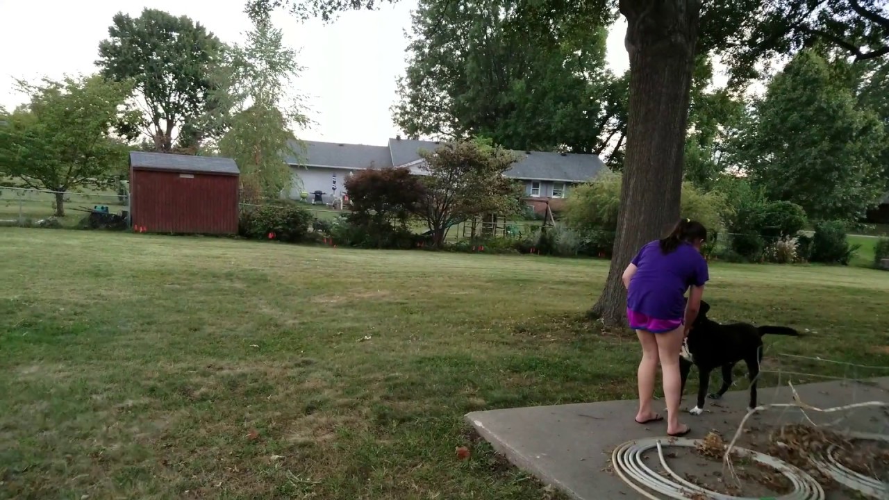 Spike chasing the neighbors cat, the cat with one jump hurdles the fence