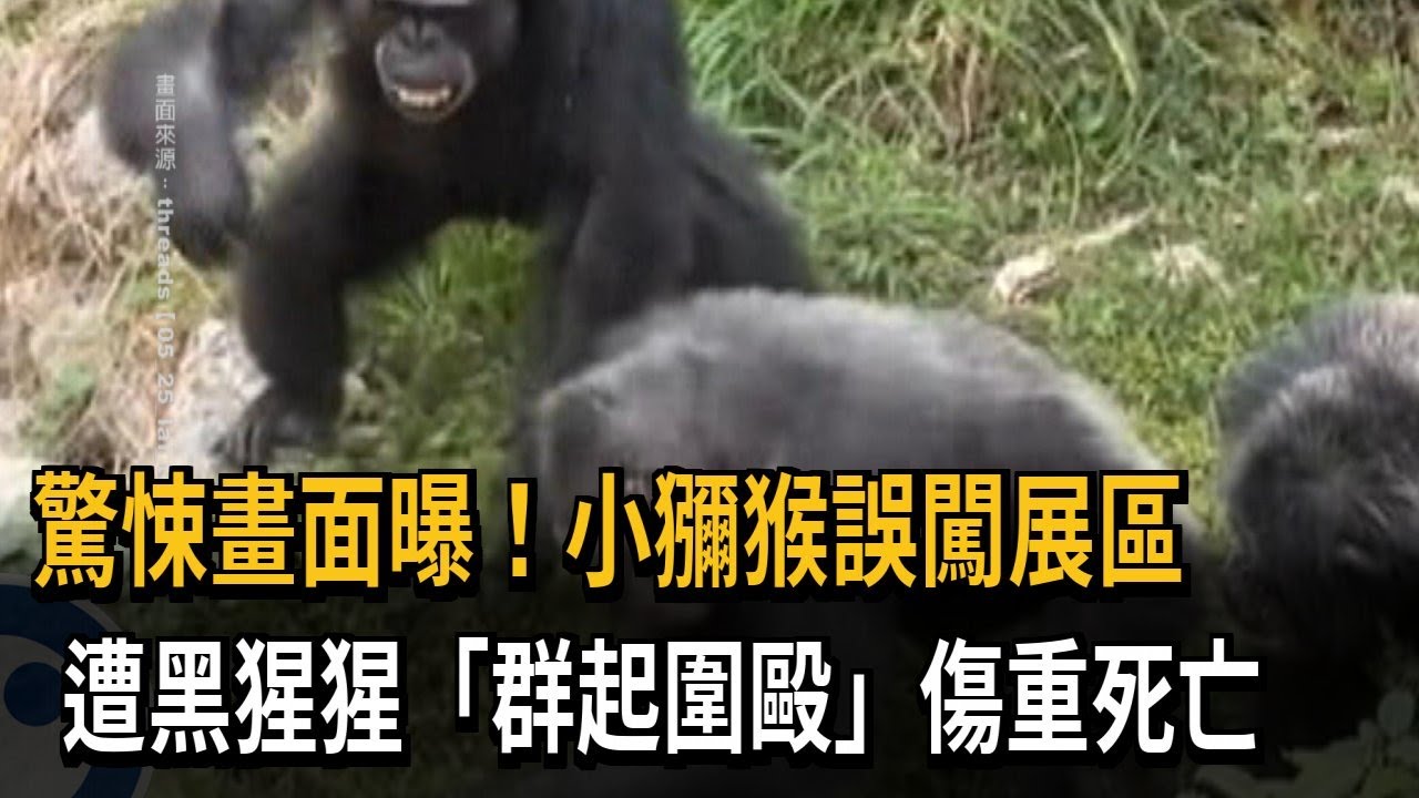 小獼猴誤闖遭圍毆！ 壽山動物園黑猩猩攻擊傷重亡－民視新聞