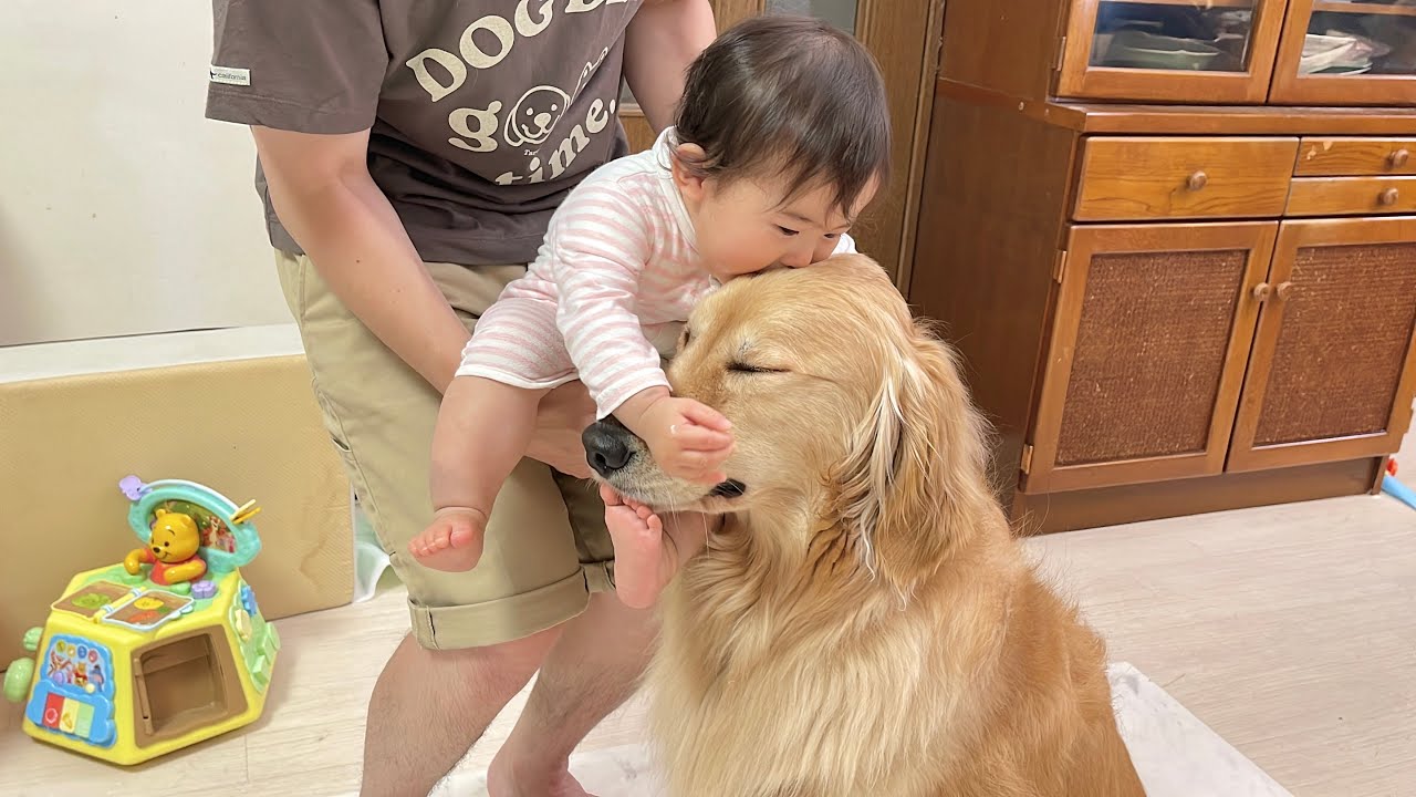 まるで永遠の別れかのように寂しがると0歳児に熱い抱擁を受けるゴールデンレトリバー