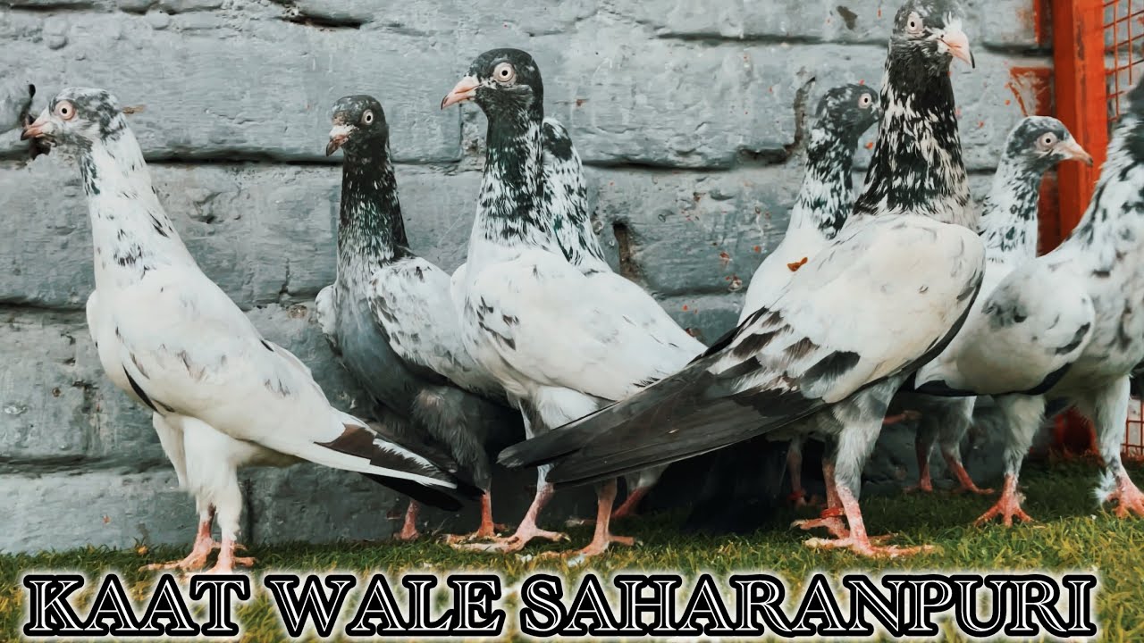 03/01/2026 | KAAT WALE TOPIDAAR SAHARANPURI KABOOTAR | 7895507817 | ORIGINAL PUNJABI MALWAI PIGEON |