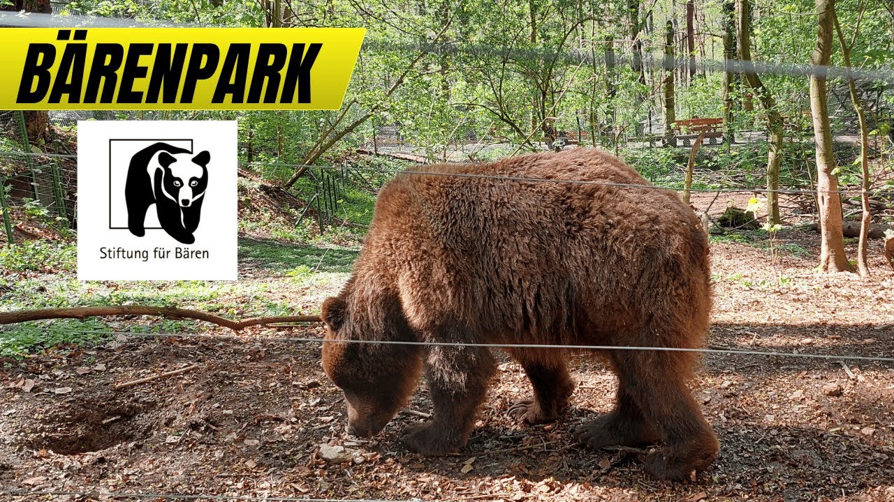 🐻 Tierschutz statt Zirkus 🐺 &ndash; Ein Besuch im Alternativen B&auml;renpark Worbis!