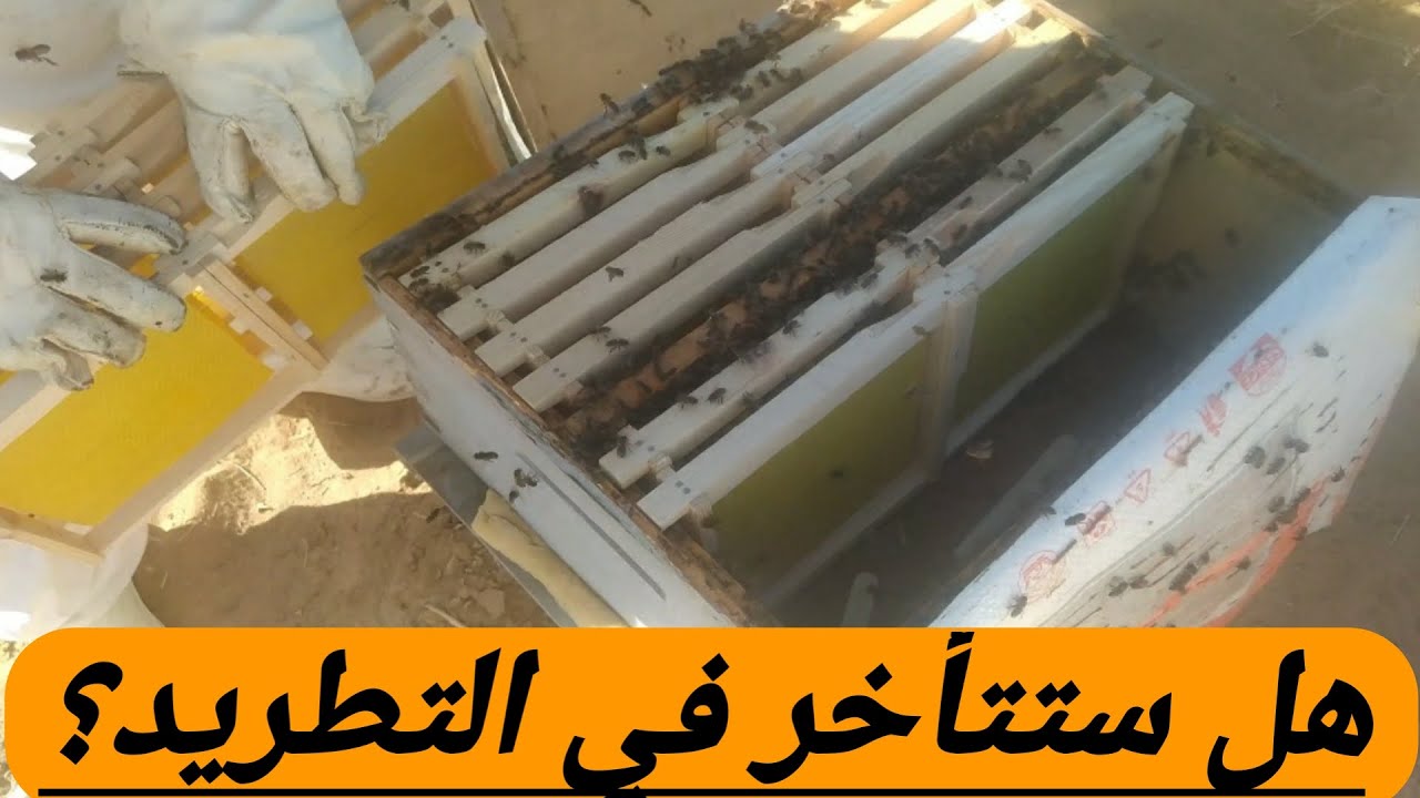 تأخير التطريد المبكر ودعم الخلايا بالحضنة