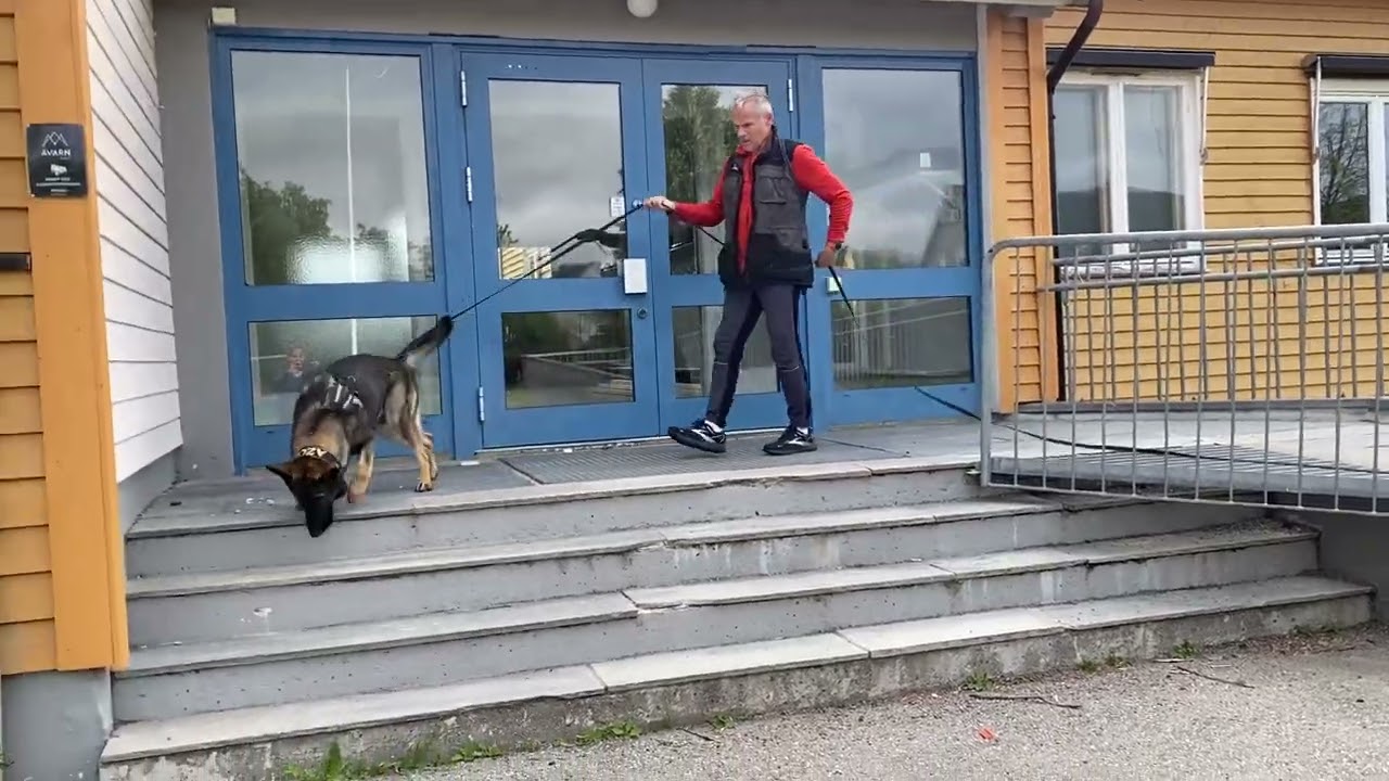 K-9 Tracking hard surface with young dog. Spor på hardt underlag.